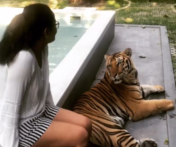 Beauty with beast : Anasuya playing with Tiger