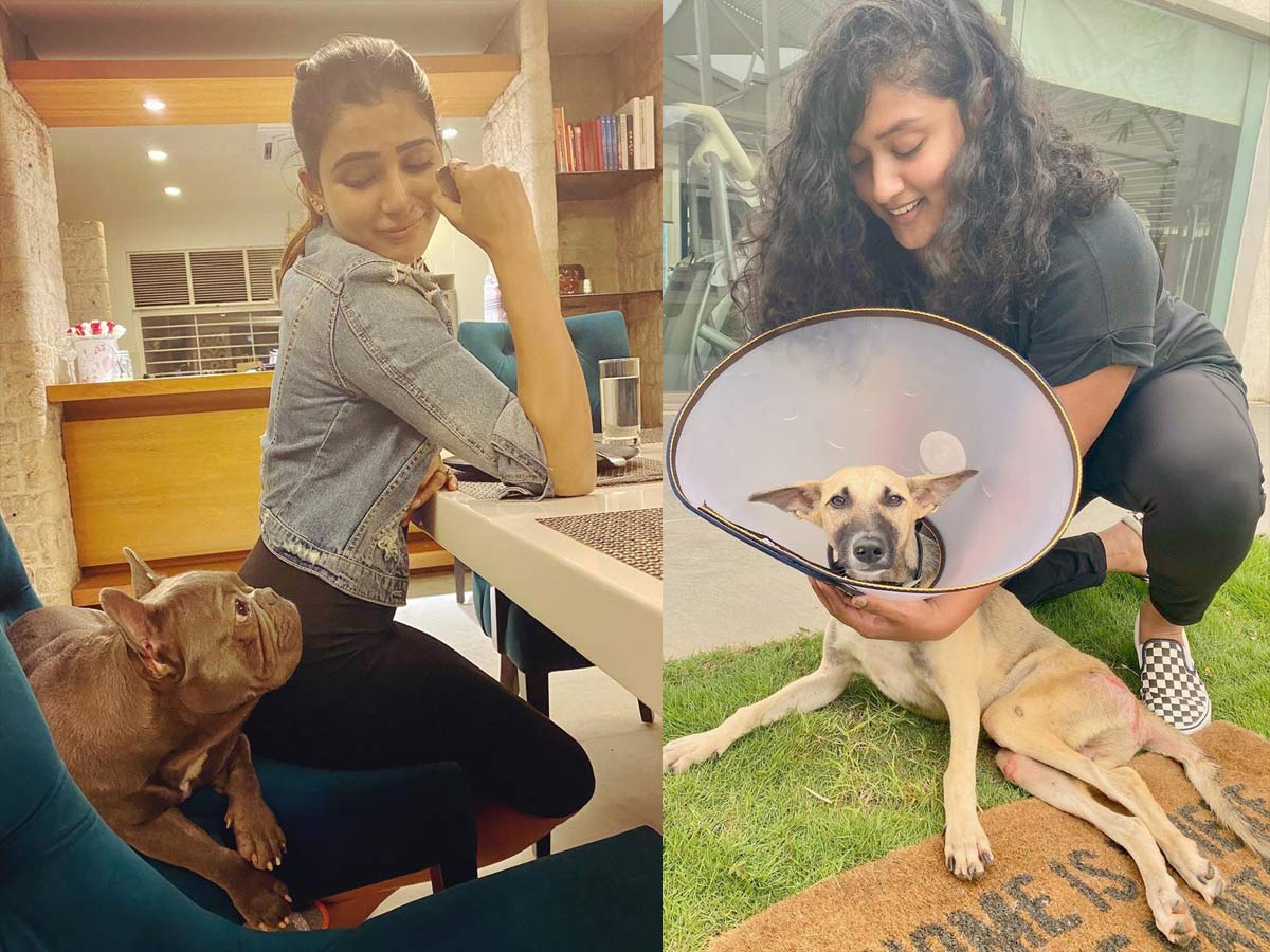 Samantha Akkineni appreciation post about her hero and paralysed dog