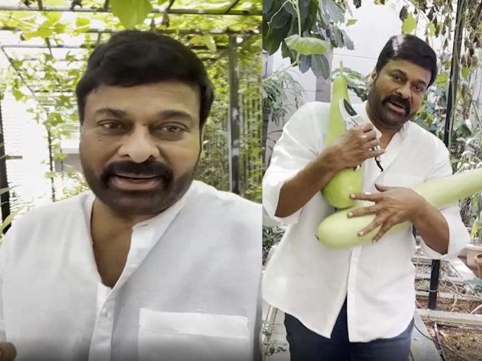 Chiranjeevi surprise  fans with his mini garden