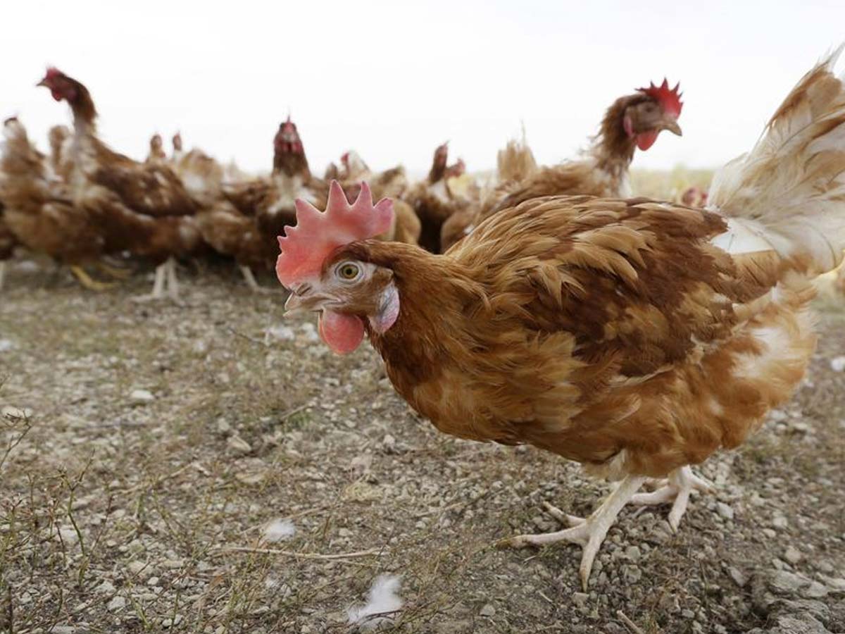 Bird flu cases identified in the farms of USA : Agricultural department cautioned