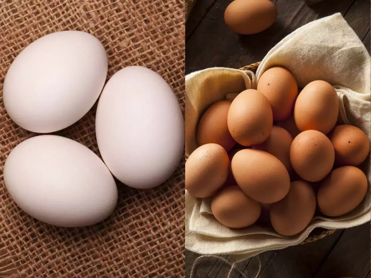 White Eggs Vs Brown Eggs- Which one is Healthier? Know here