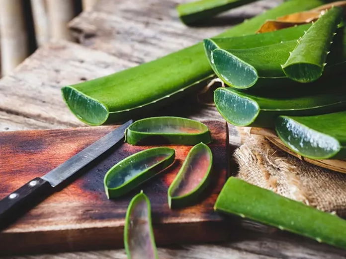 Aloe Vera juice beneficial for skin and controlling diabetes