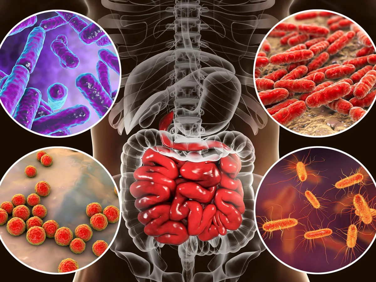 Gut bacteria linked with high death risk in Covid patients
