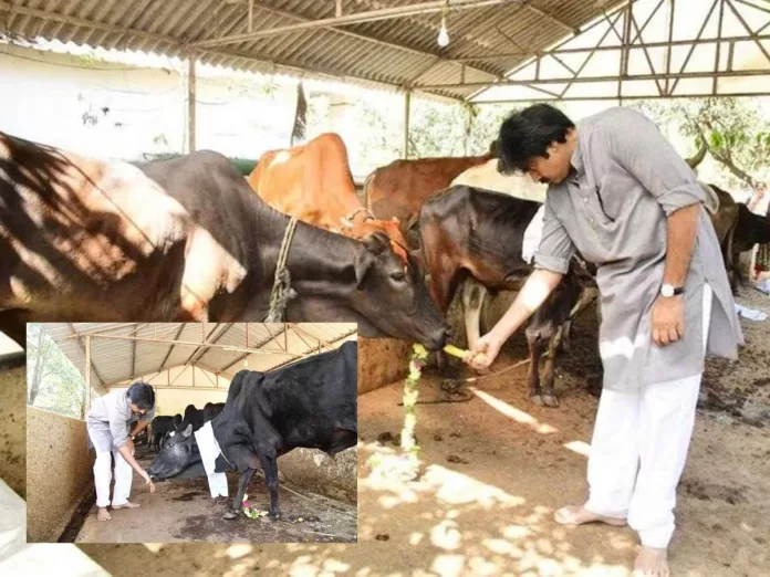 Jana Sena Chief Pawan Kalyan performs Cow Puja- Pics viral