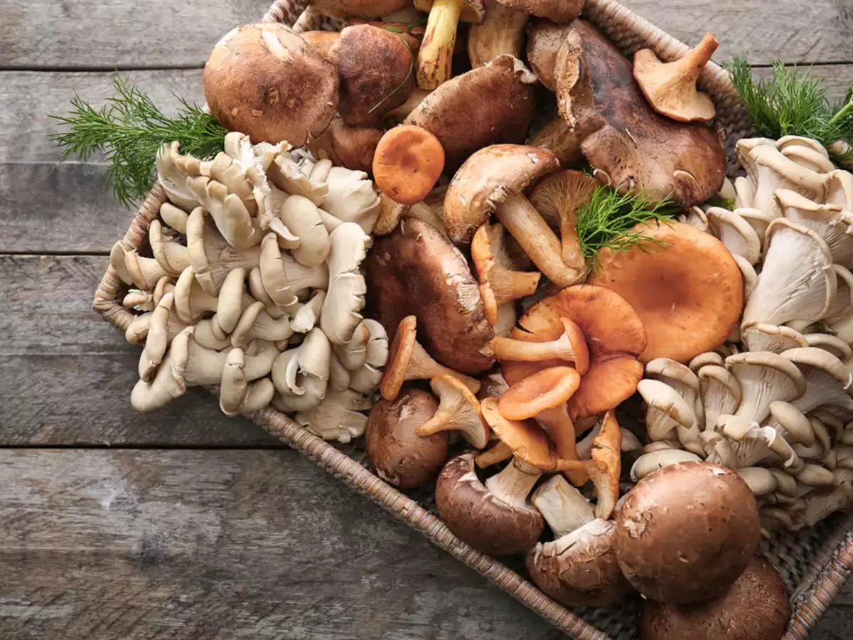 Mushrooms helps fight off aging