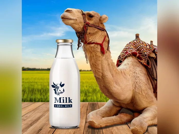 Does drinking raw camel milk reduce diabetes?