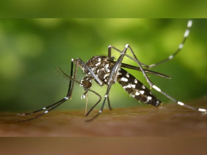 Dengue Fever Prevention: Kill Dengue Virus with Kiwi Fruits