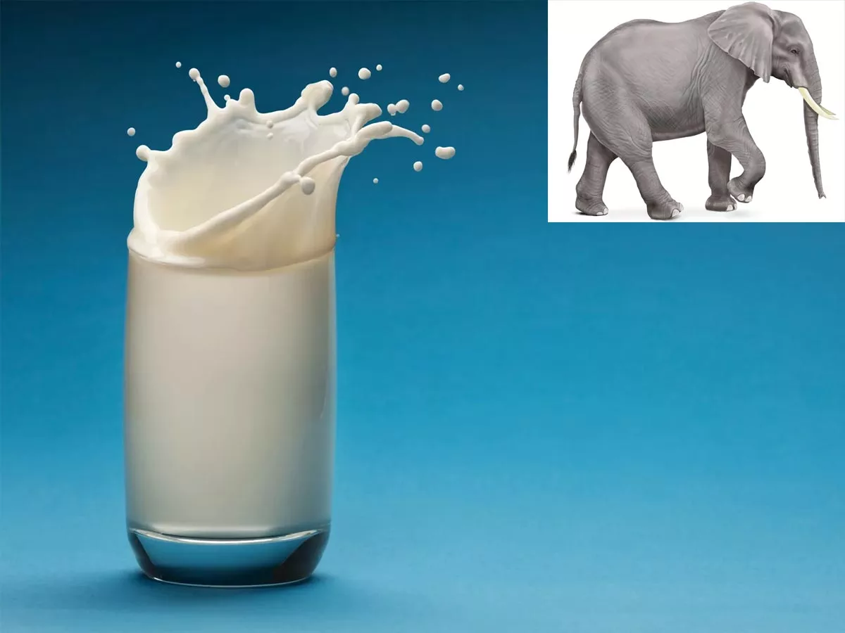 Milk of this animal contains more alcohol than beer and whiskey! You will become faint after drinking two sips
