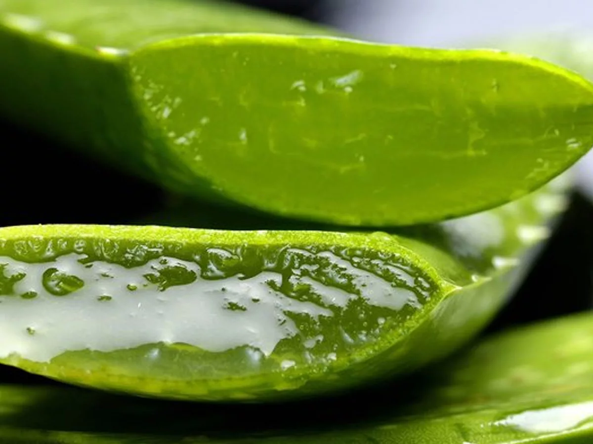 Different ways to consume aloe vera for a healthy weight loss