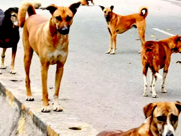 Dog attack on Five months old baby in Hyderabad