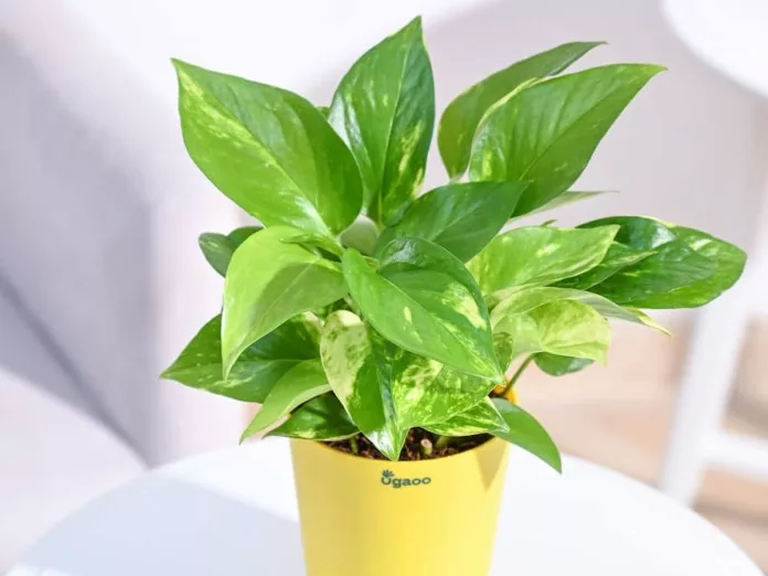 Tips to grow healthy and bushy Money Plant